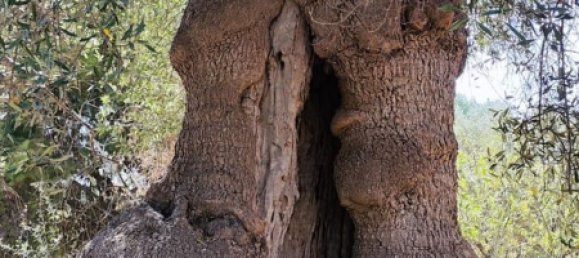 4 Schlafzimmer Haus in Ceglie Messapica, Italy, Nr. 339853 10