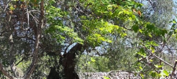 4 Schlafzimmer Haus in Ceglie Messapica, Italy, Nr. 339853 6