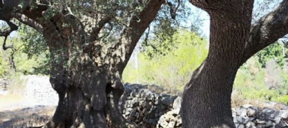 4 Schlafzimmer Haus in Ceglie Messapica, Italy, Nr. 339853 40