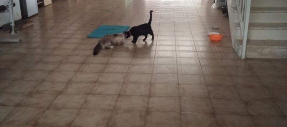 4-Zimmer Haus in Palagiano, Italy, Nr. 277504 14