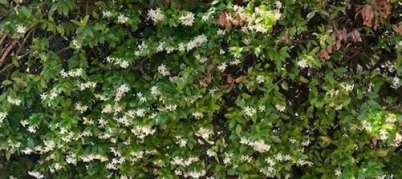 7غرفة فيلا في Mercato Saraceno, Italy رقم 170941 9