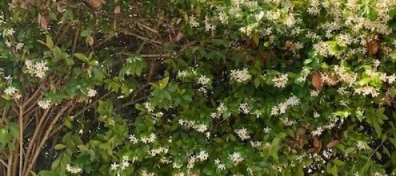 7غرفة فيلا في Mercato Saraceno, Italy رقم 170941 10