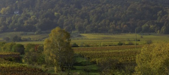 2 Schlafzimmer Wohnung in Rheinland-Pfalz, Germany, Nr. 266813 3