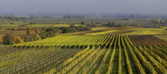 2 Schlafzimmer Wohnung in Rheinland-Pfalz, Germany, Nr. 266813 2
