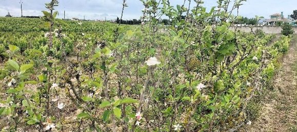 7500m² Land in Palmela, Portugal No. 92699 9