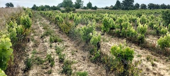 7500m² Land in Palmela, Portugal No. 92699 6