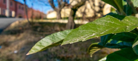 1 bedroom Villa in Lessona, Italy No. 70265 21