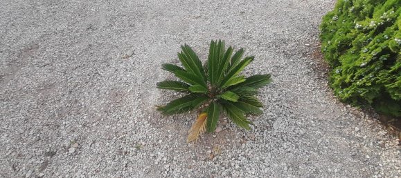 1 Schlafzimmer Haus in Alicante, Spain, Nr. 151758 48