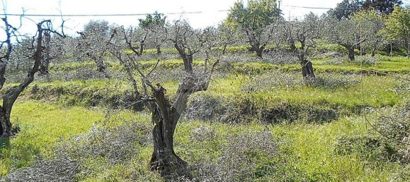 Terreno en Pistoia, Italy 2610 m² No. 70883 2