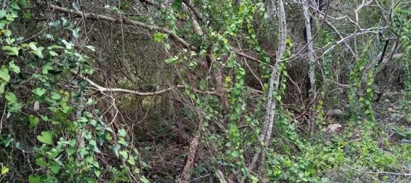 1394m² Land in Loule, Portugal No. 60266 5