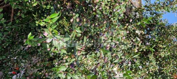 8 chambres Villa à Sardinia, Italy No. 338344 17