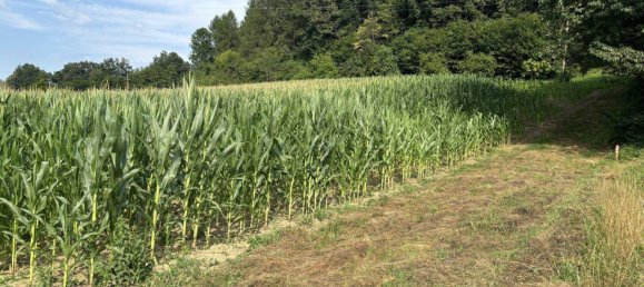Terrain à Heiligenkreuz im Lafnitztal, Austria No. 57084 8