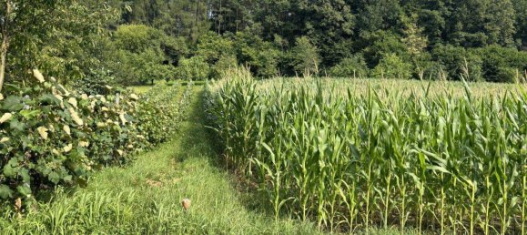 Terrain à Heiligenkreuz im Lafnitztal, Austria No. 57084 7