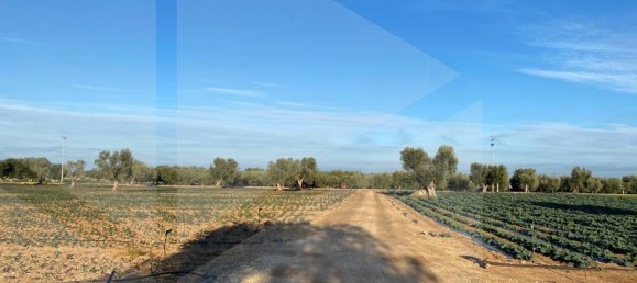 Land in Fasano, Italy No. 27774 8