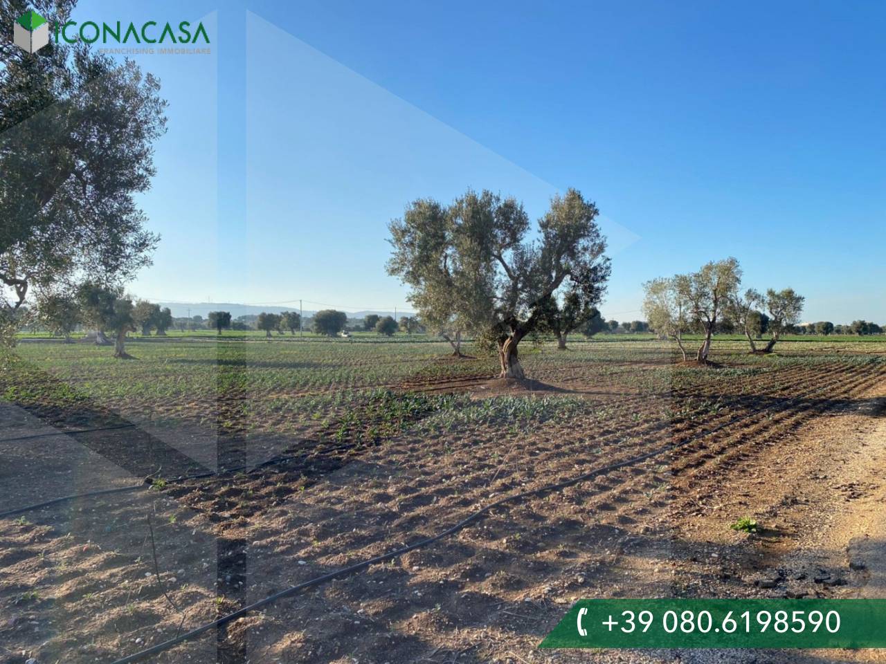  Land in Fasano, Italy No. 27774