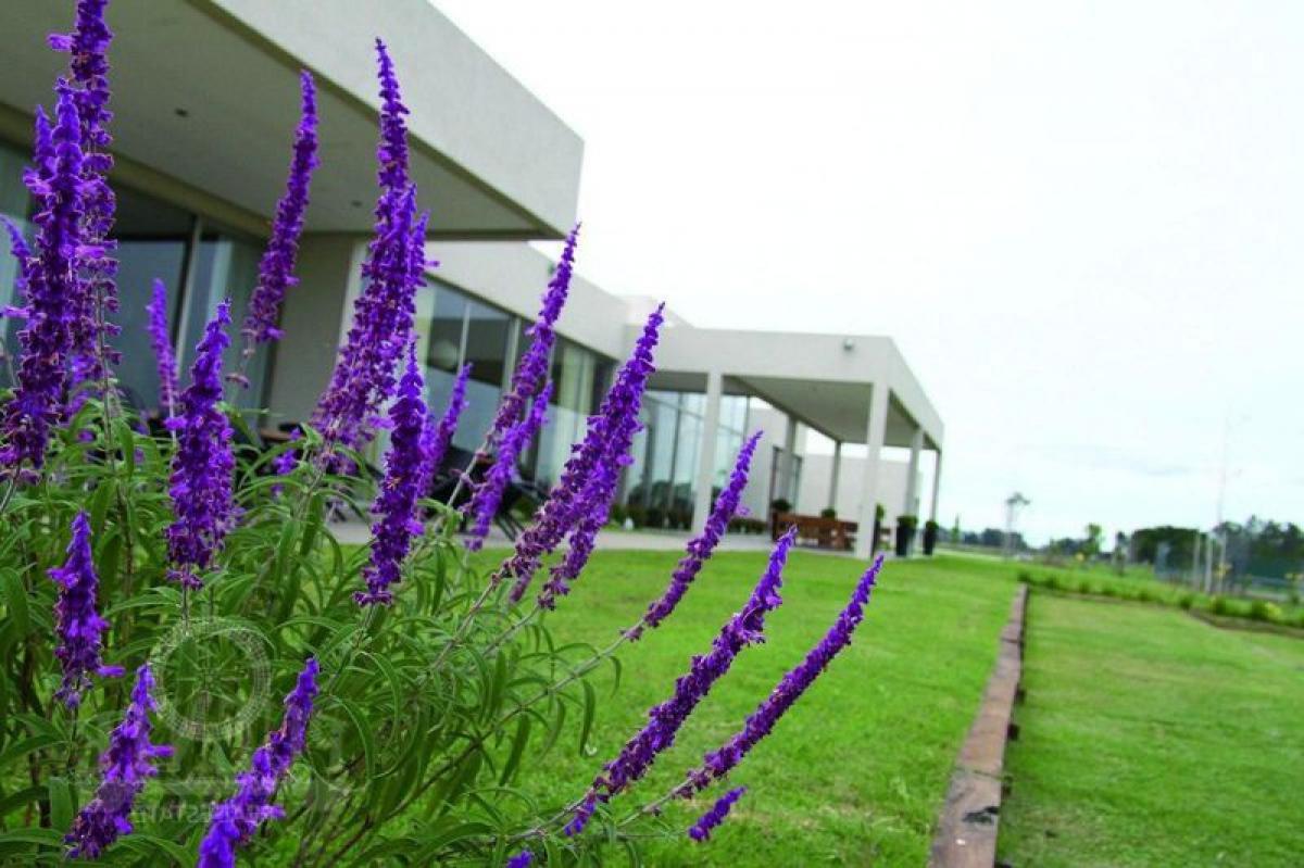  Land in Ezeiza, Argentina No. 36782