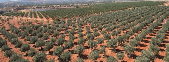 2650000m² Land in Iznalloz, Spain No. 193369