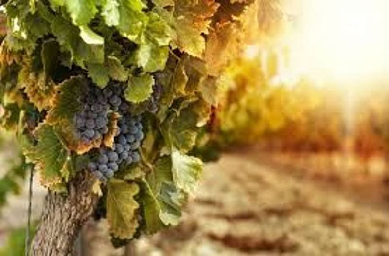 46000m² Land in Ronda, Spain No. 231460