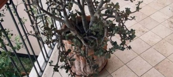 3 rooms Apartment in Viareggio, Italy No. 112309 42