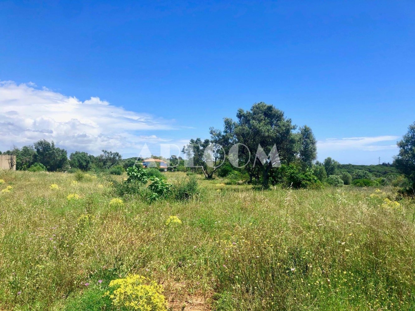  قطعة أرض في Almancil, Portugal 3233متر مربع رقم 145991