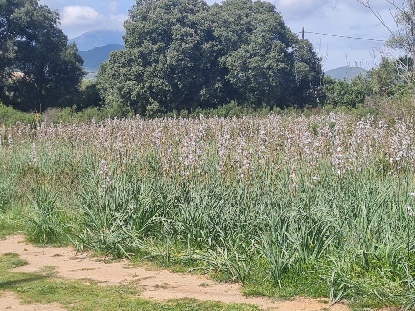 Grundstück in Ghisonaccia, France, Nr. 75615