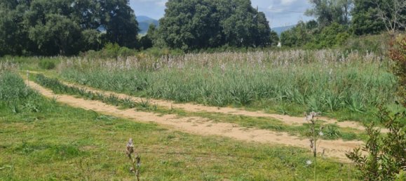 Grundstück in Ghisonaccia, France, Nr. 75615 3