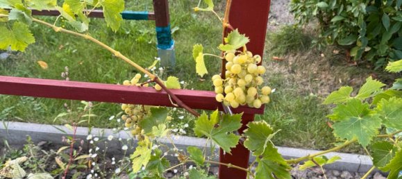 Land in Dresden, Germany No. 337979 17