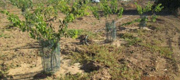  قطعة أرض في Caltagirone, Italy 34828متر مربع رقم 324809 6