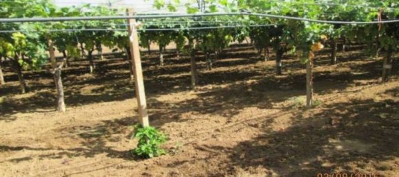  قطعة أرض في Caltagirone, Italy 34828متر مربع رقم 324809 9