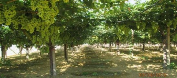  قطعة أرض في Caltagirone, Italy 34828متر مربع رقم 324809 8