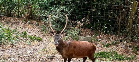 3-salle Appartement à Sardinia, Italy No. 246288 20