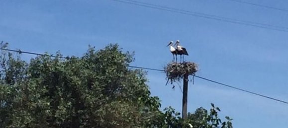 Grundstück in Sao Cristovao, Portugal 5000m², Nr. 91671 13