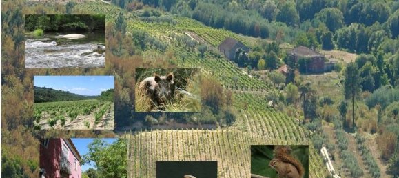 7 غرف نوم قلاع في Silgueiros, Portugal رقم 58257 46