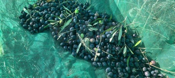 9 Schlafzimmer Grundstück in Santiago do Cacem, Portugal, Nr. 95241 14