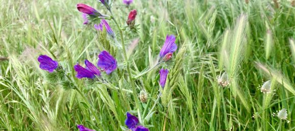 9 Schlafzimmer Grundstück in Santiago do Cacem, Portugal, Nr. 95241 42