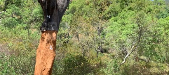 9 Schlafzimmer Grundstück in Santiago do Cacem, Portugal, Nr. 95241 36