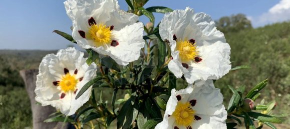 9 Schlafzimmer Grundstück in Santiago do Cacem, Portugal, Nr. 95241 49