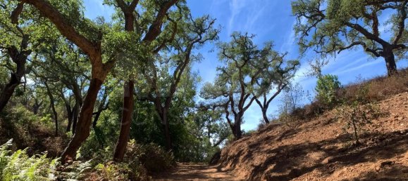 9 Schlafzimmer Grundstück in Santiago do Cacem, Portugal, Nr. 95241 48