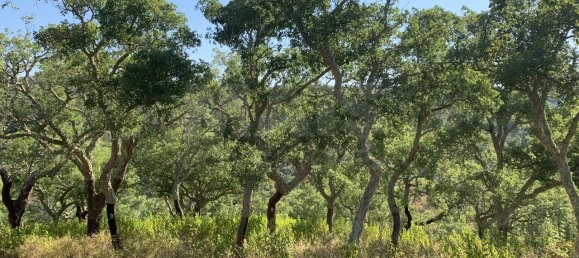 9 Schlafzimmer Grundstück in Santiago do Cacem, Portugal, Nr. 95241 38
