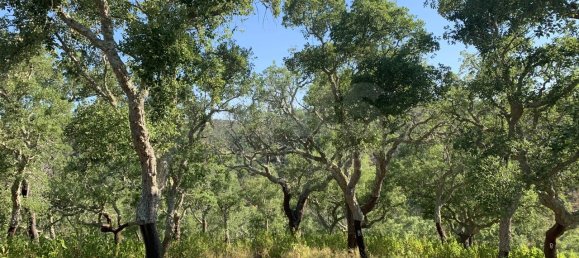 9 Schlafzimmer Grundstück in Santiago do Cacem, Portugal, Nr. 95241 37