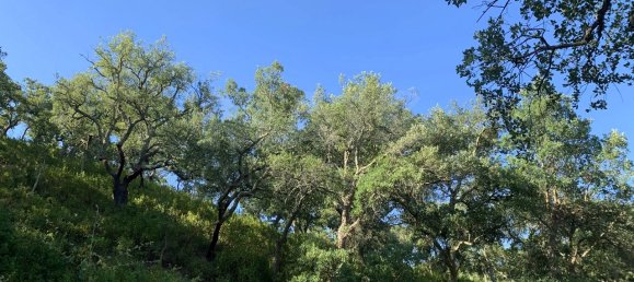 9 Schlafzimmer Grundstück in Santiago do Cacem, Portugal, Nr. 95241 45