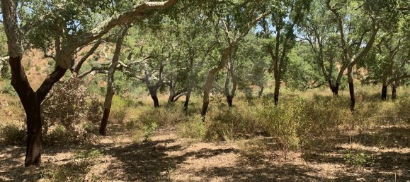 9 Schlafzimmer Grundstück in Santiago do Cacem, Portugal, Nr. 95241 47