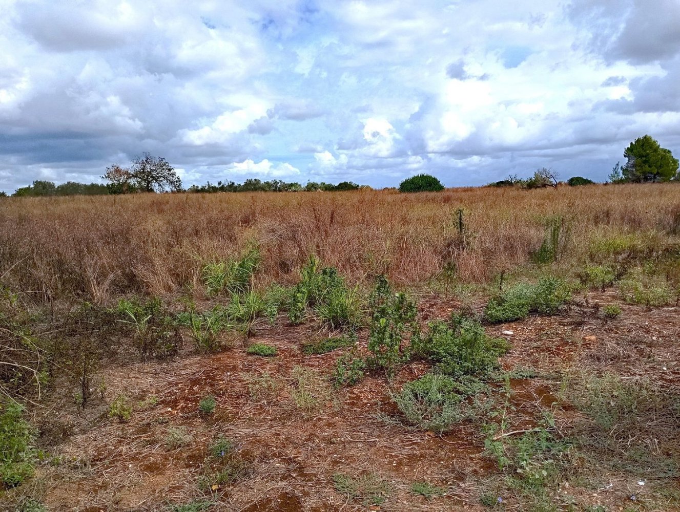  قطعة أرض في Surano, Italy 12600متر مربع رقم 125720