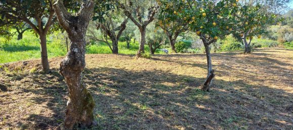 Terreno em Tomar, Portugal 840 m² N.º 79584 21