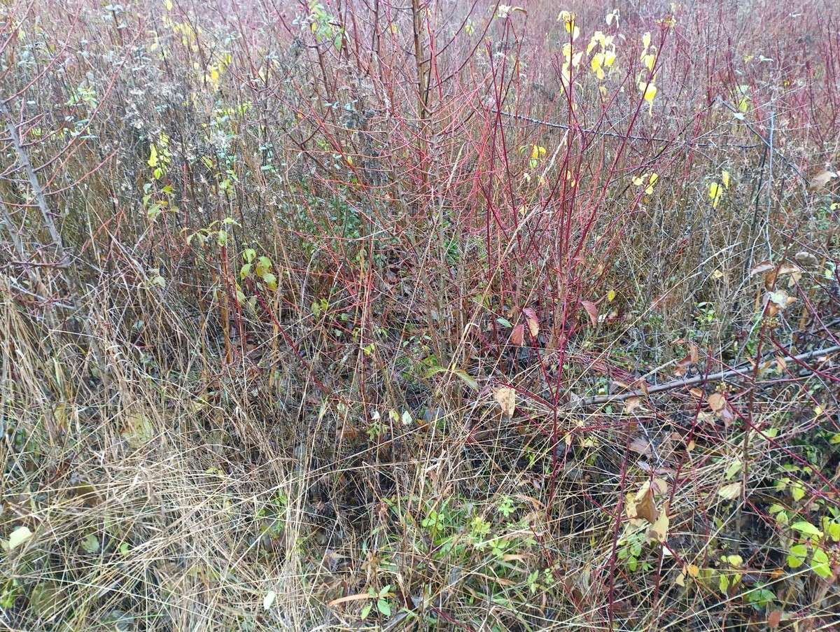 Земельный участок в Неккар-Оденвальд, Германия № 43787