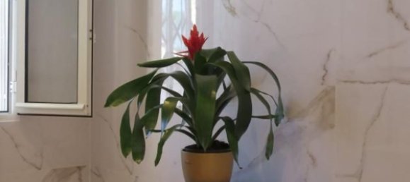 2 Schlafzimmer Wohnung in La Zenia, Spain, Nr. 149407 22