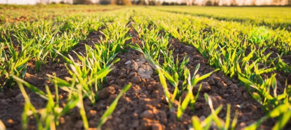 24850m² Land in Vigonza, Italy No. 341377 2