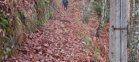2 chambres Maison à Nespereira, Portugal No. 24751 3