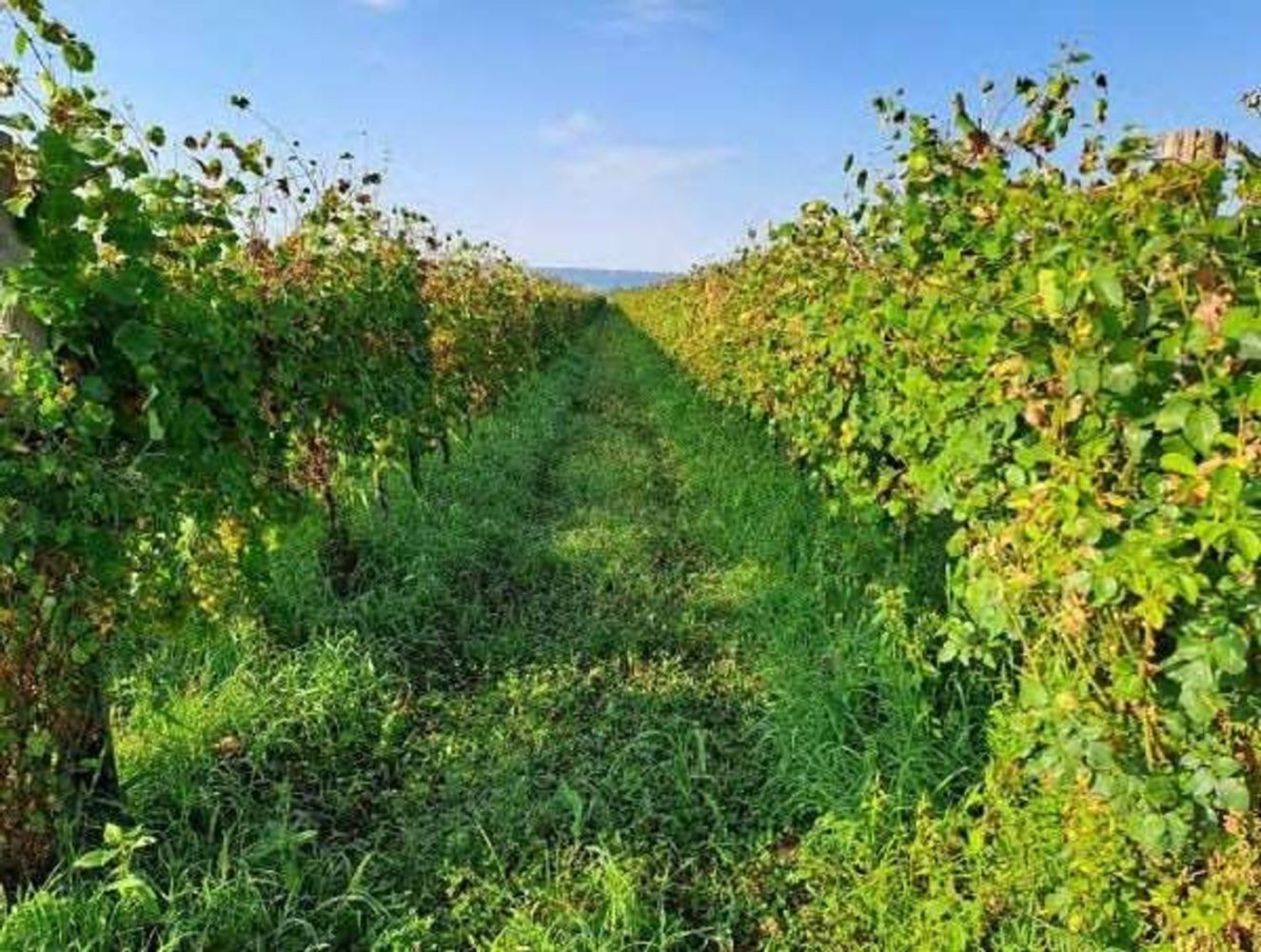 3211m² Land in Farra di Soligo, Italy No. 278521