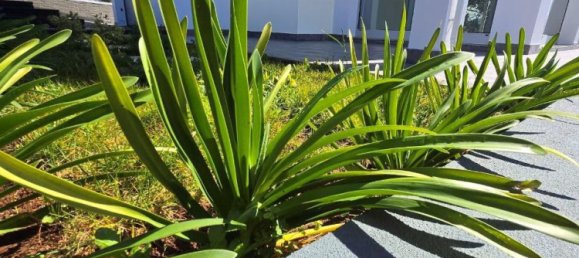 Casa de 3 dormitorios en Calheta, Portugal No. 115166 15